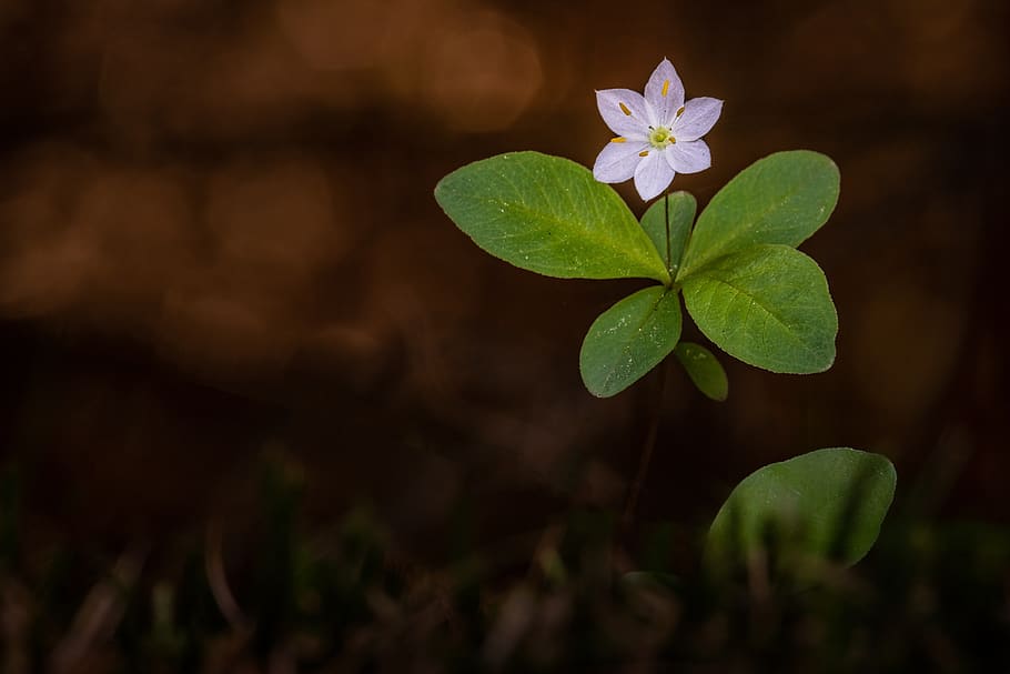 anémona de madera, planta, flor, flor del bosque, flor silvestre, rosa,  hoja, parte de la planta, belleza en la naturaleza, planta floreciendo |  Pxfuel