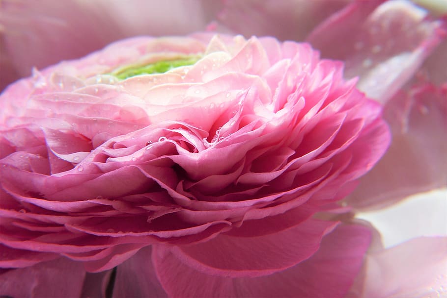 ranunculus, pink, flower, blossom, bloom, close up, spring, mother's day, romantic, spring flowers