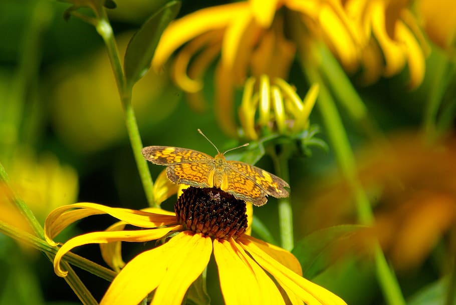 butterfly on a black-eyed susan, black-eyed, susan, rudbeckia hirta, rudbeckia, hirta, sunflower plant, flowering, coneflowers, yellow daisy