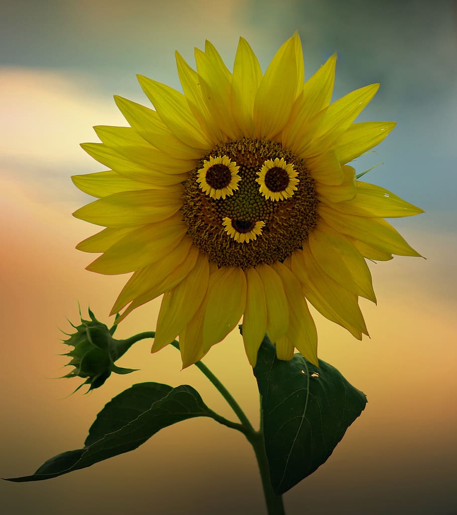sunflower, smile, yellow, flower, nature, plant, flowering plant, flower head, freshness, growth