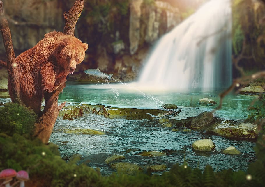 fantasy, brown bear, waterfall, river, fish, tree, rock, shrubs, image manipulation, feed