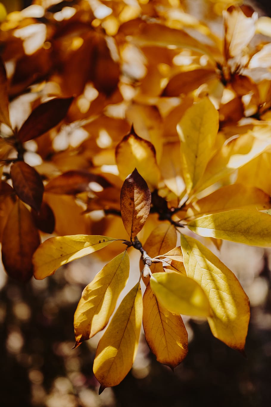 amarillo, hojas, magnolia, otoño, naranja, naturaleza, hoja, Primer plano, planta, fragilidad