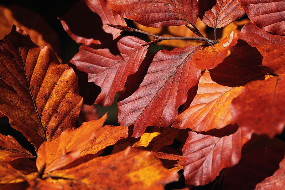 follaje, lista zeschłe, hojas, marrón, otoño, estaciones del año, temporada, desaparición, el fondo, haya