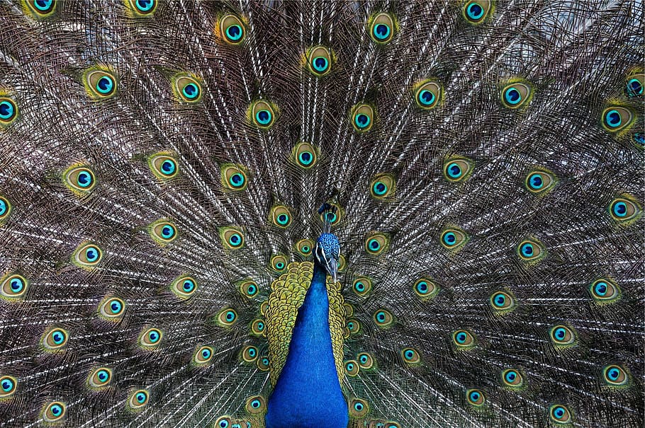 peacock, bird, animal, animal themes, peacock feather, feather, animal wildlife, animals in the wild, fanned out, one animal