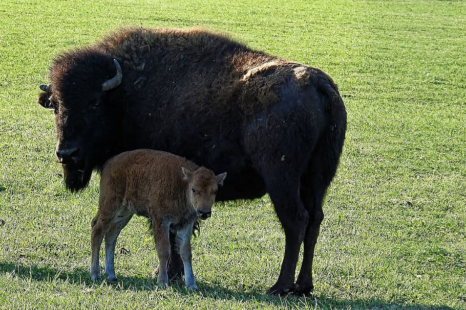 bison, anak sapi, kerbau, anak sapi kerbau, hewan, alam, bulu, merumput, mamalia, sekelompok hewan