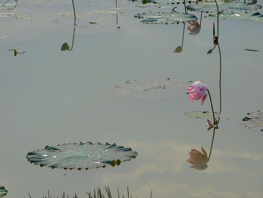 bunga lotus, kolam., bunga, kolam, air, tanaman air, lily pad, mekar, lotus, pad