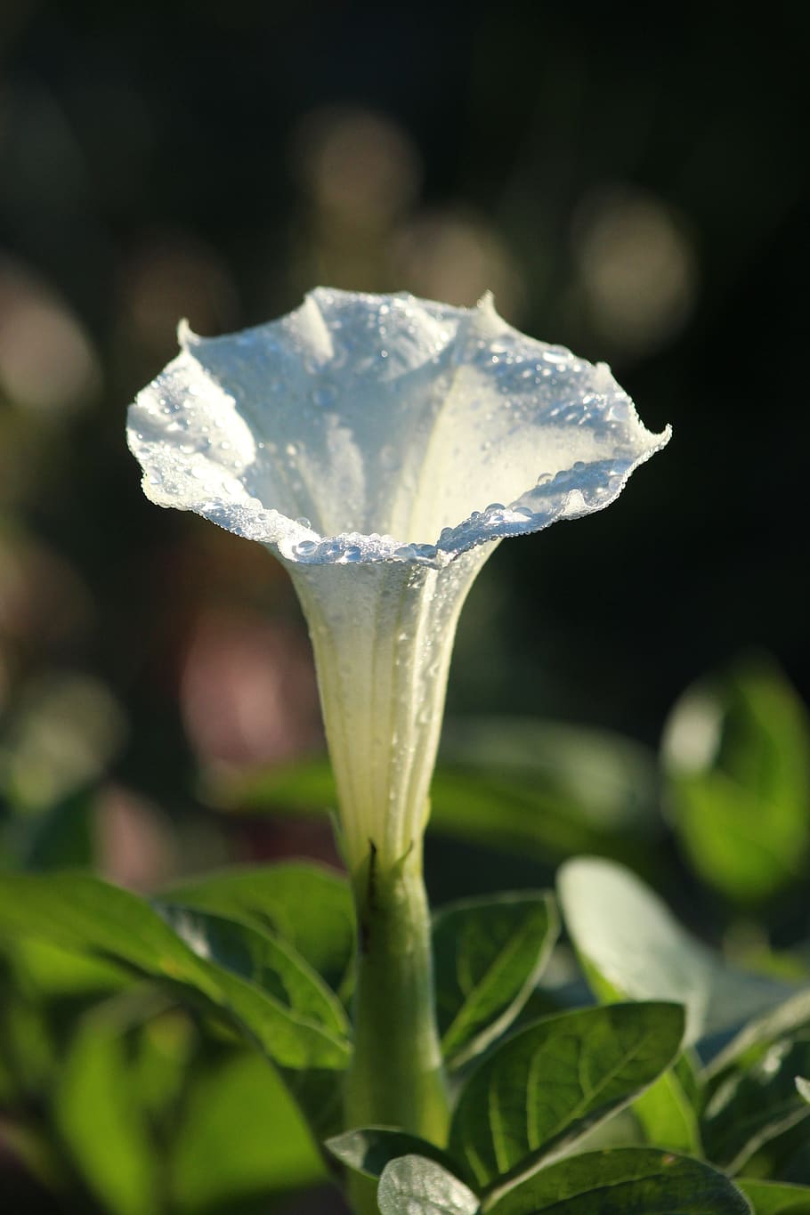 datura ordinary, datura stramonium, jimson weed, flower, white flower, white, green, plant, bloom, nature