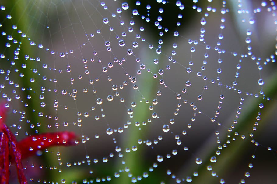 spider web, drops, water drops, rain, wet, pearl, water, macro, web, spider