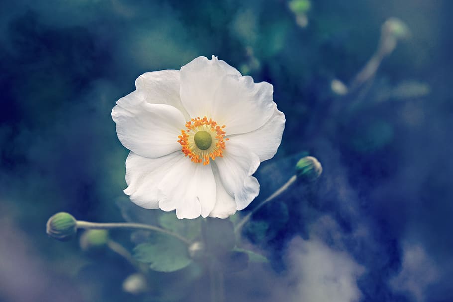 anemone, flower, plant, nature, summer, outdoors, flowering plant, fragility, vulnerability, beauty in nature