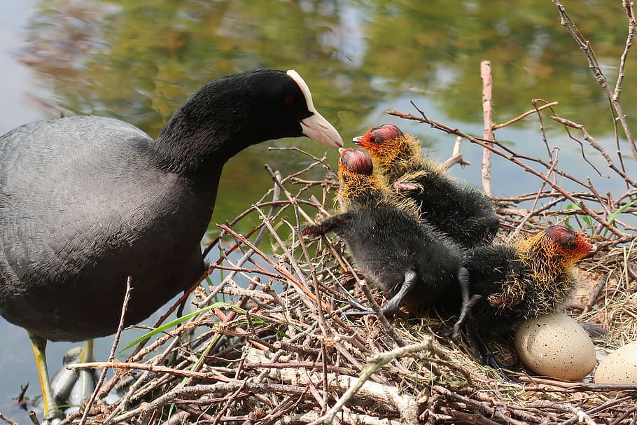coot, nest, young, chick, spring, hatch, egg, poultry, bird, animal