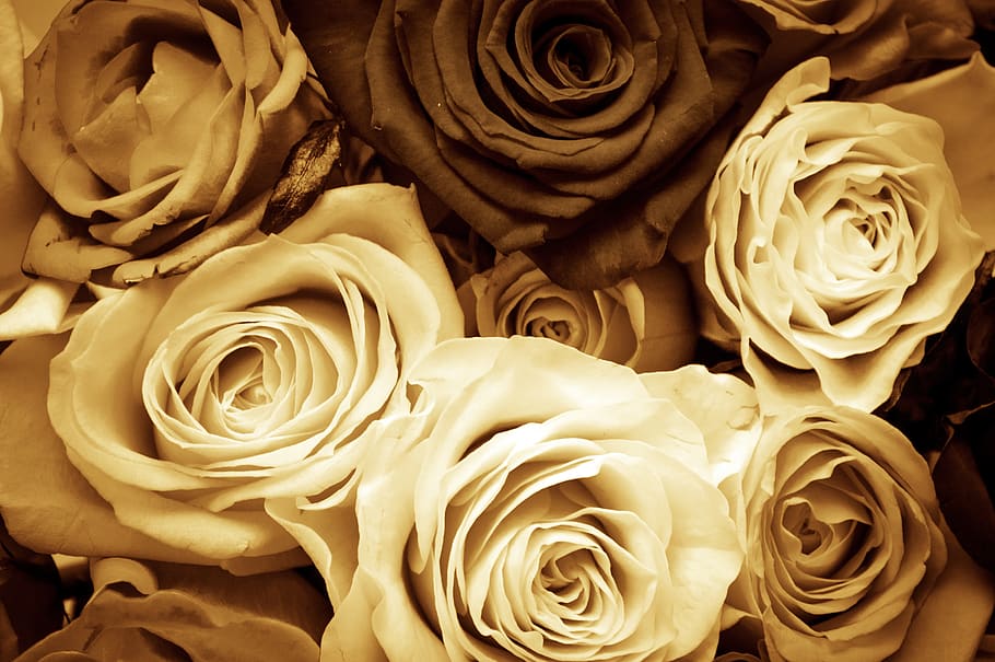 roses, flowers, love, vintage, sepia, valentine's day, mother's day, novel, romantic, lovers