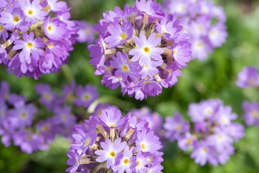 primroses, ball primroses, flowers, violet, purple, pink, nature, flora, garden, in the garden