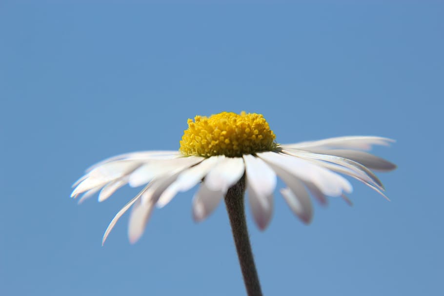 margarida, céu, flor, azul, primavera, aniversário, cartão postal, saudação, mapa, bagatela