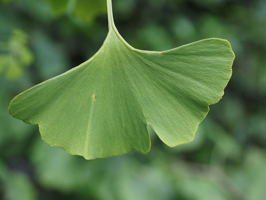 leaf, ginko, ginkgo leaf, green, green color, plant part, close-up, plant, beauty in nature, growth