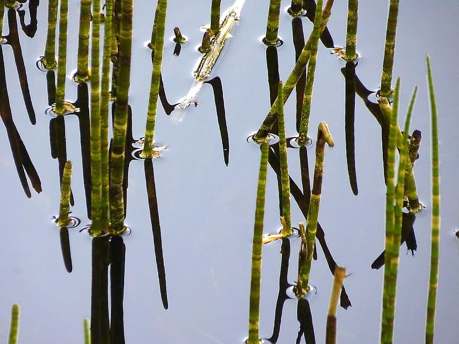 horsetail aquatic, mare, water, blue, plant, nature, marsh, reflection, water horsetail, pond