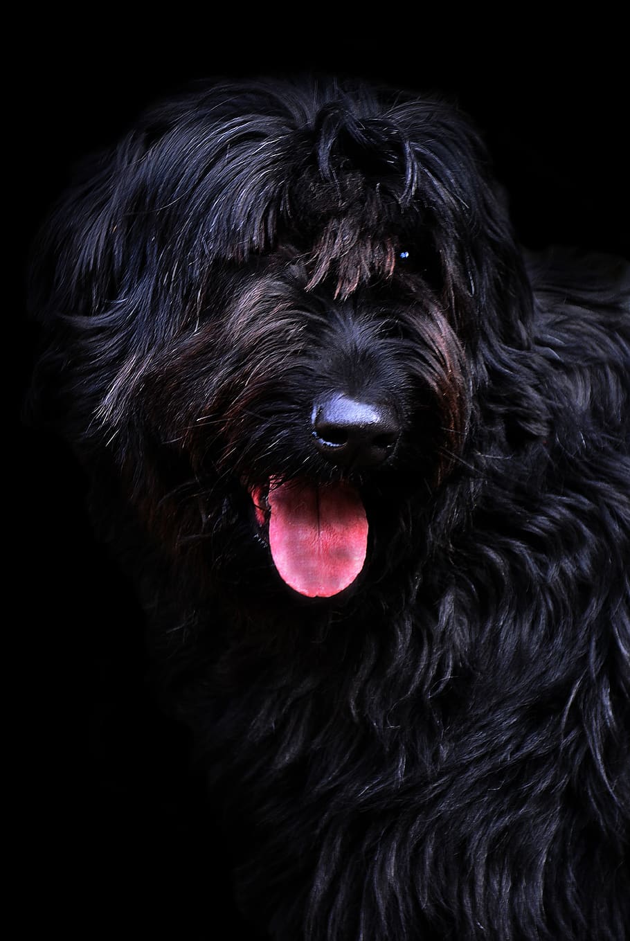 riesenschnauzer, black, long haired, vigilant, domestic dog, animal shelter, animal welfare, friend, dog's nose, dog