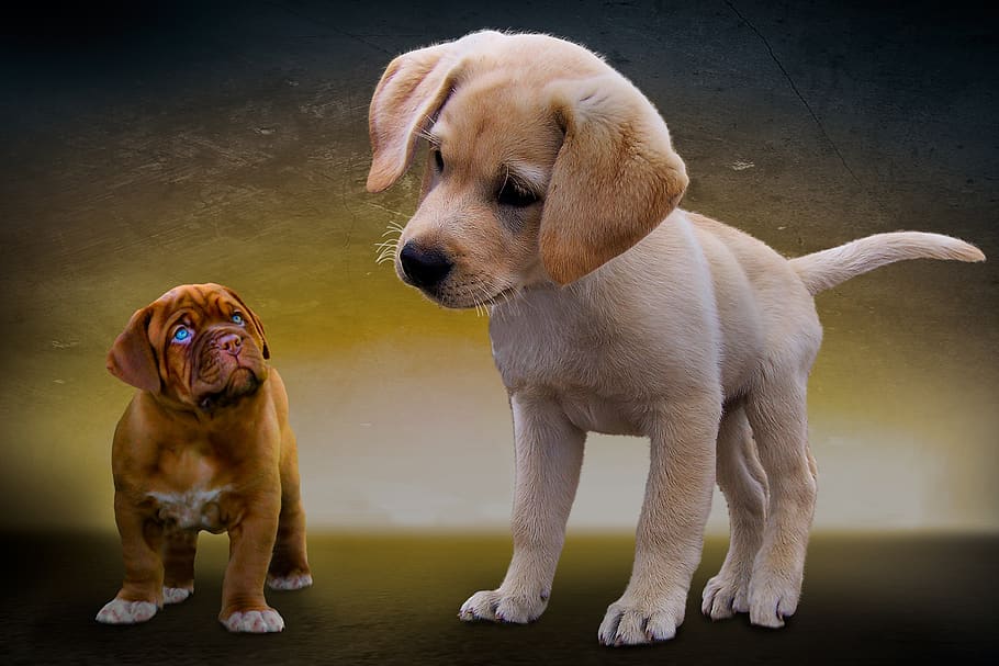 animals, dogs, puppies, great dane, dogue de bordeaux, french mastiff, pet, young, small, friendship