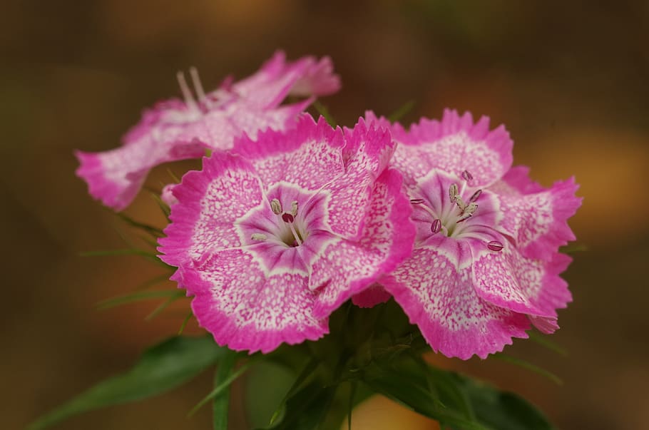 pink flowers, carnations, flower mottled, flower, flowering plant, vulnerability, fragility, freshness, plant, petal