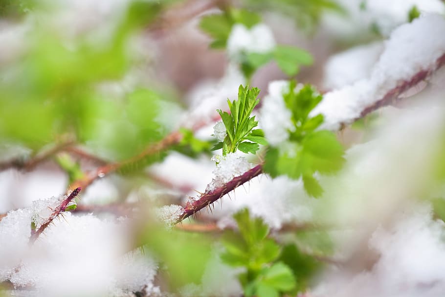 hierba, nieve, al aire libre, campanilla blanca, suave, nadie, natural, verde, blanco, primavera