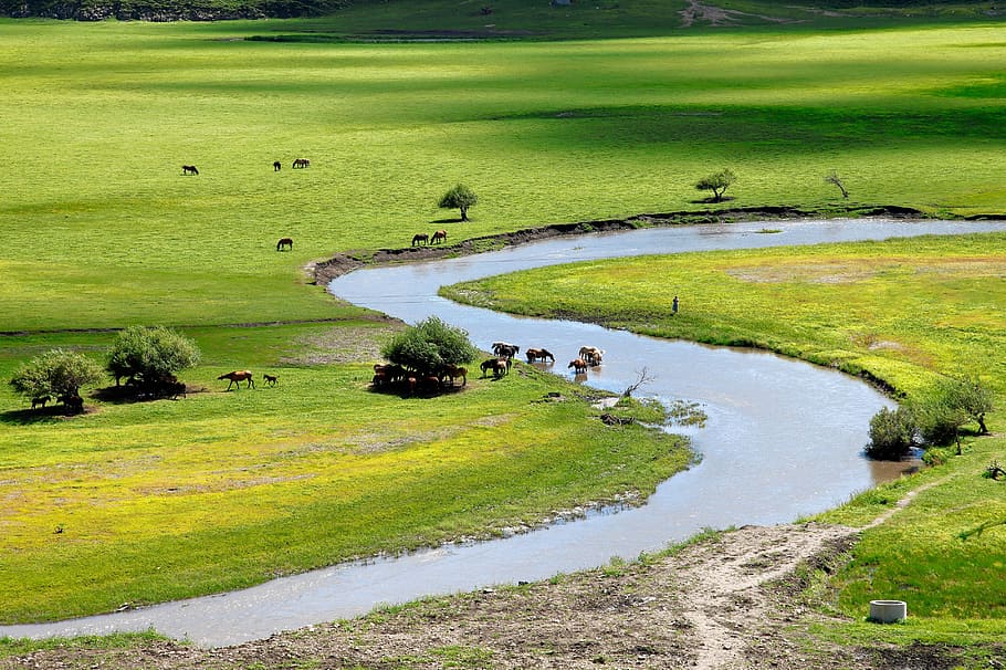 Mongolia interior, horqin, pradera, río, color verde, césped, agua, planta, naturaleza, paisaje