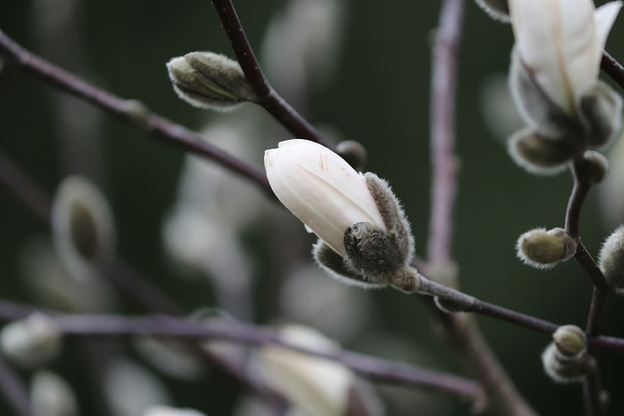 magnolia, brote, primavera, blanco, rama, flor, florecer, cerrar, licitación, jardín