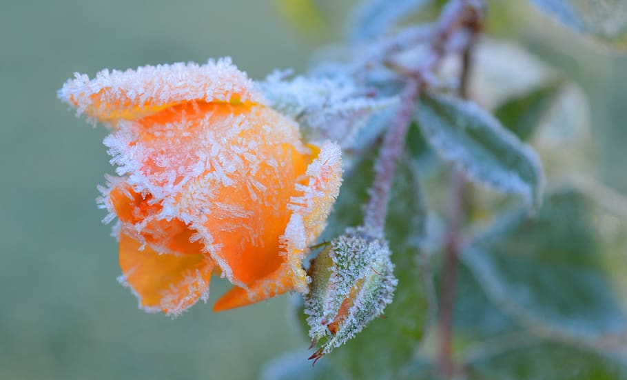 rose, blossom, bloom, hoarfrost, frost, salmon, winter, icy, close up, nature