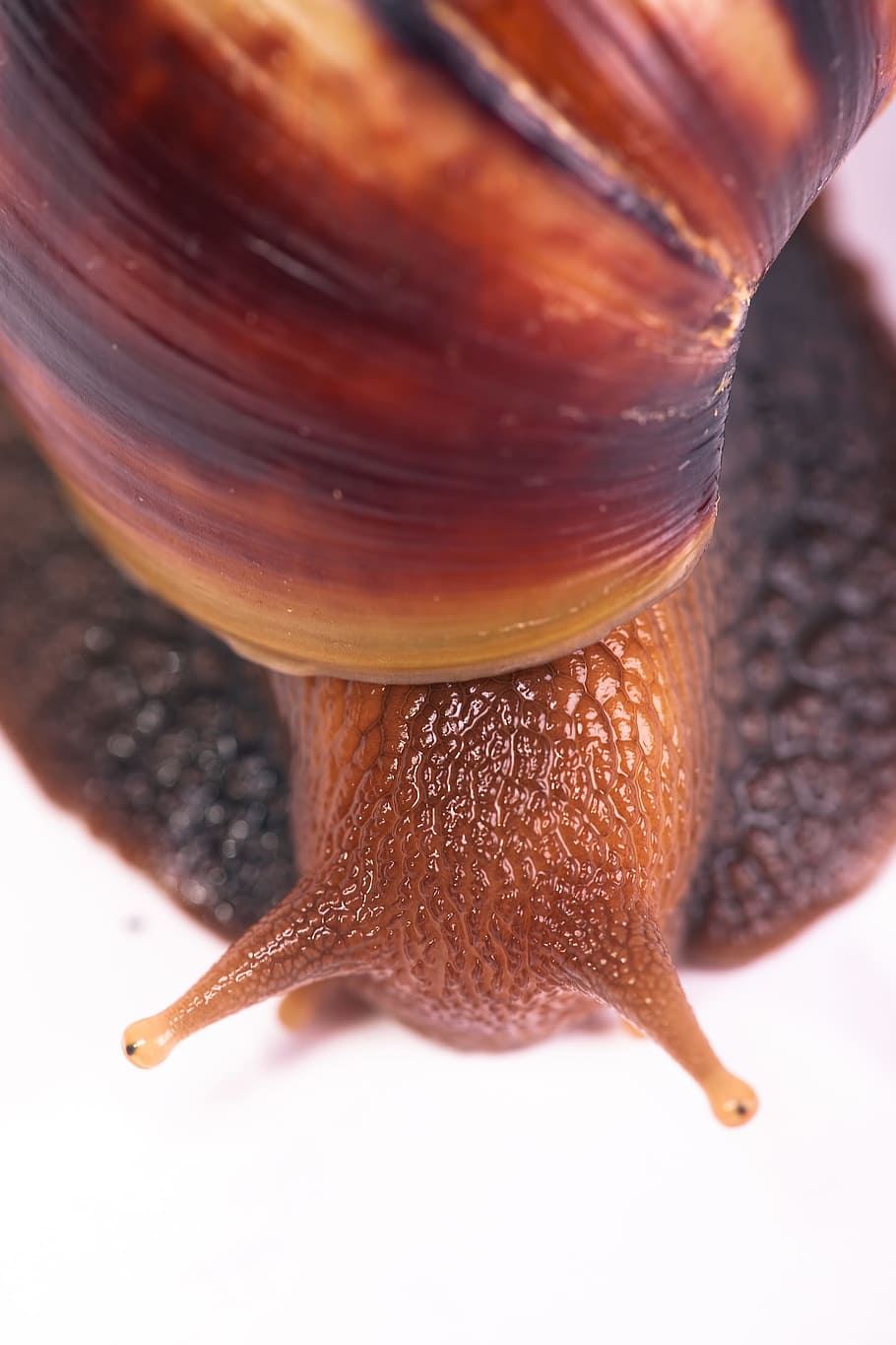 animal, antenna, brown, closeup, gastropoda, invertebrate, isolated, snails, mollusc, molluscan