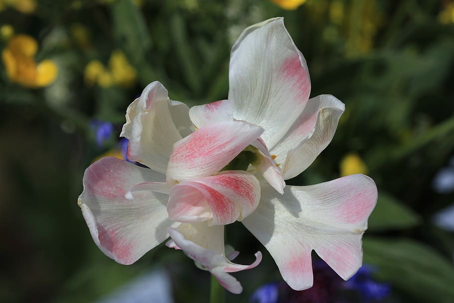 giant tulip, bloom tender, filigree, beautiful, pastel, white pink, noble, special breeding, flower, plant