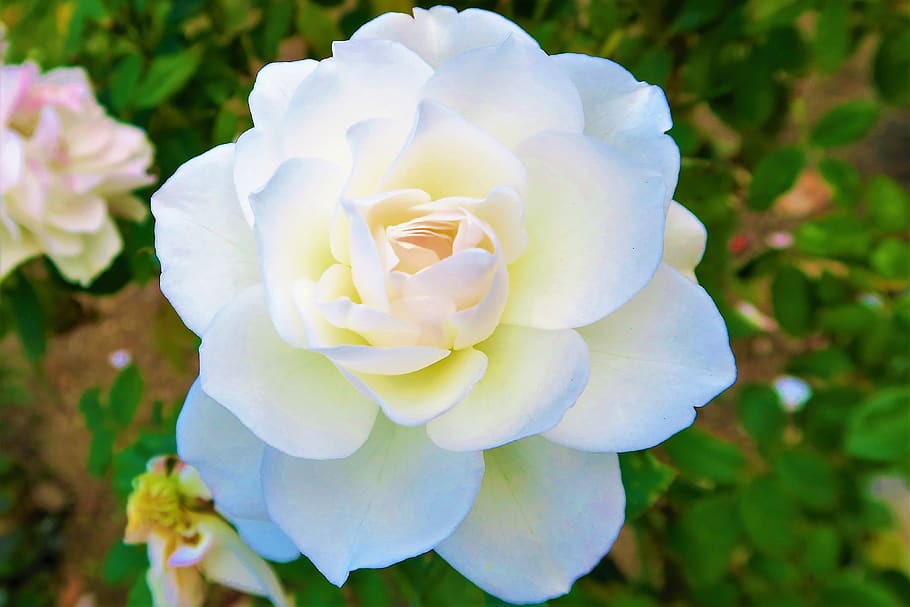 rosa, rosa blanca, blanca, flor, planta, naturaleza, amor, romance ...