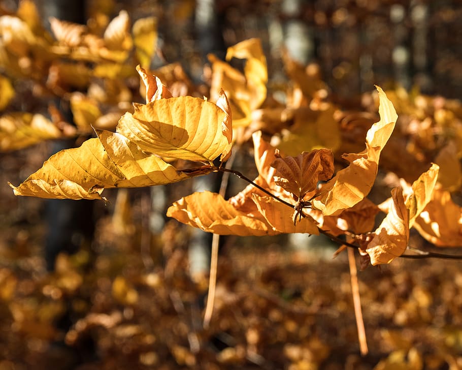 folhas, ramo, outono, cor de outono, brilhante, marrom, natureza, emergir, dourado, folhagem de outono