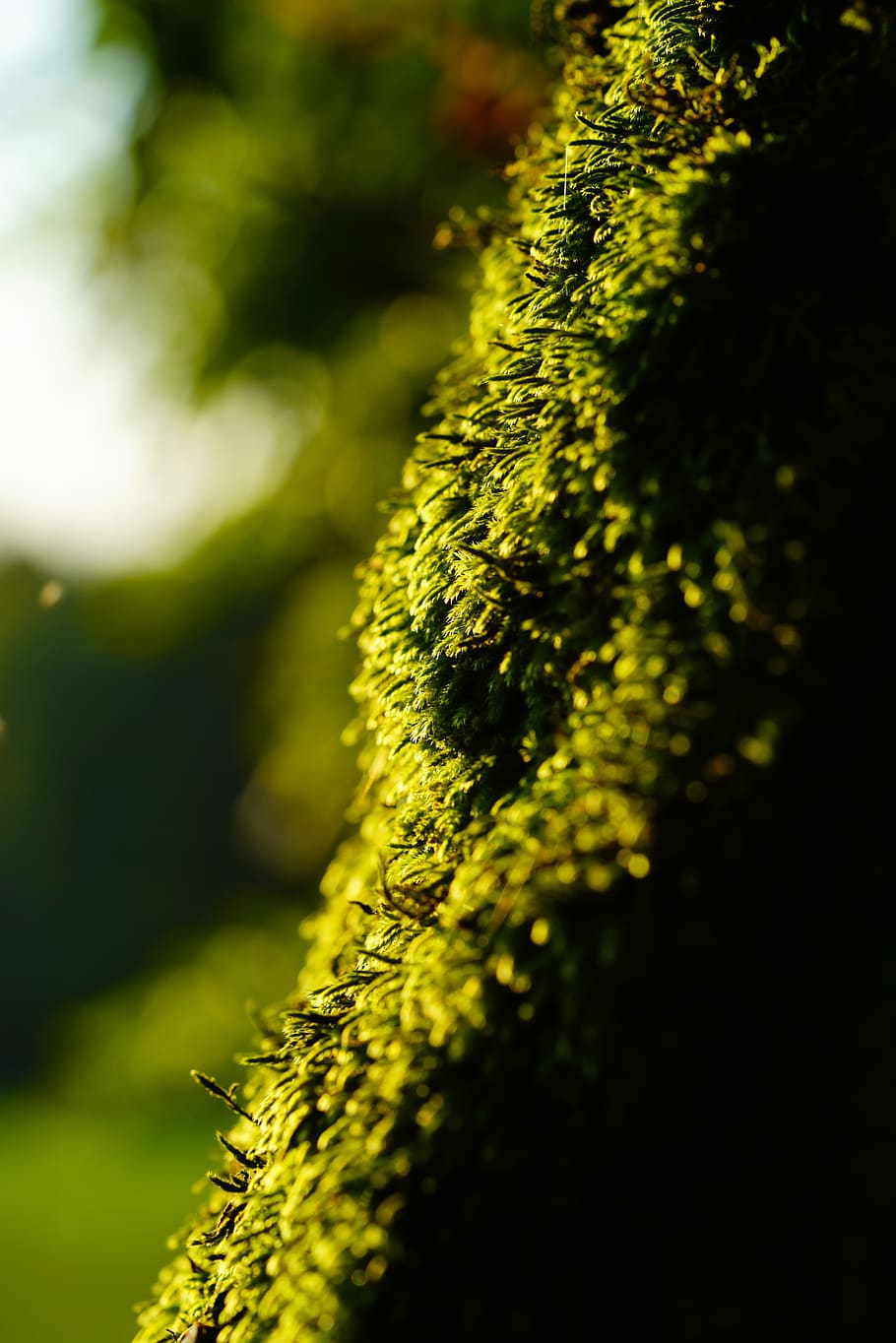 moss, growth, nature, green, cratoneuron filicinum, fern-like strong nerve moss, laubmoos, amblystegiaceae, plant, green color