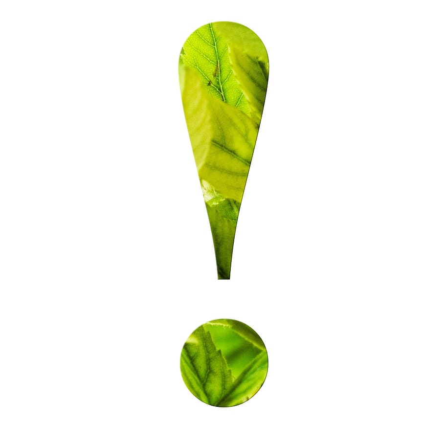 exclamation, mark, green, plant, isolated, leaf, abstract, fresh, green color, studio shot