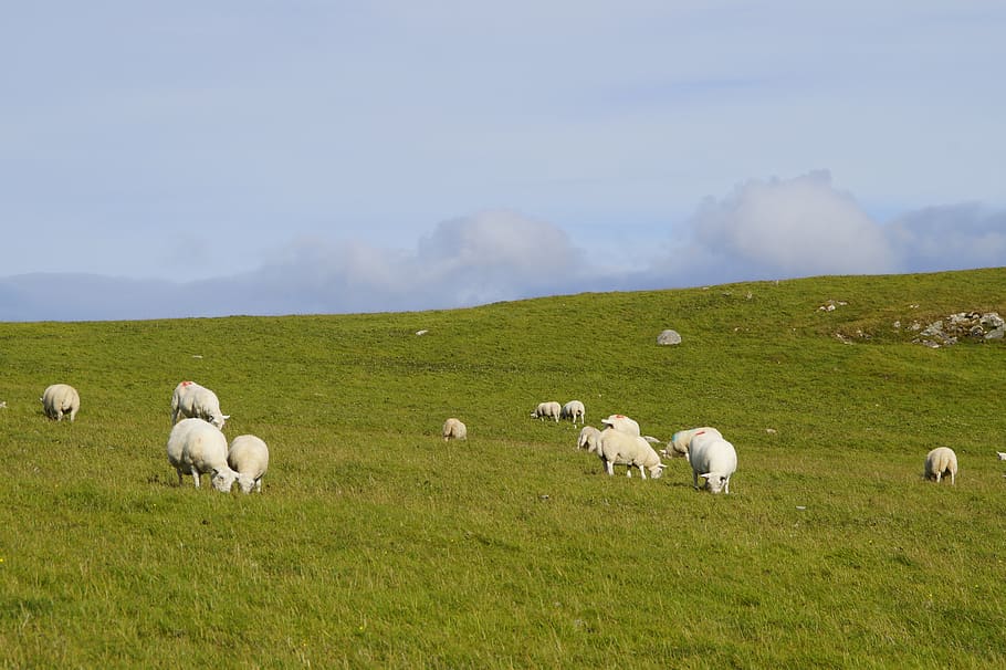 sheep, graze, sheep pasture, scotland, green, meadow, nature, agriculture, landscape, flock