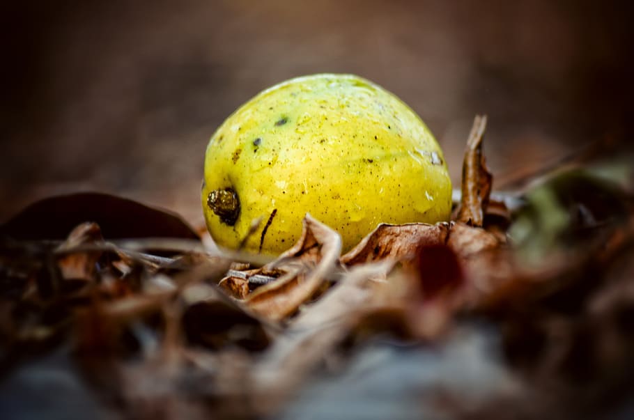 golden apple, fruit, ripe, yellow, natural, landscape, food, food and drink, selective focus, close-up