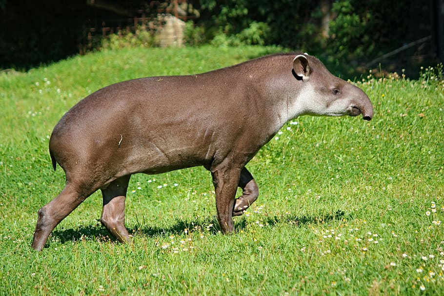 tapir, amerika selatan, hewan, mamalia, lichokopytník, moncong, rumput, tema hewan, satu hewan, satwa liar
