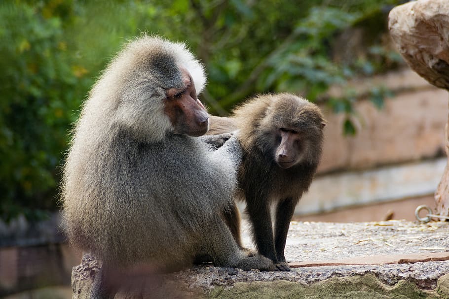 hamadryas baboon, primate, fur, monkey, animals, zoo, ape, male, female, groom