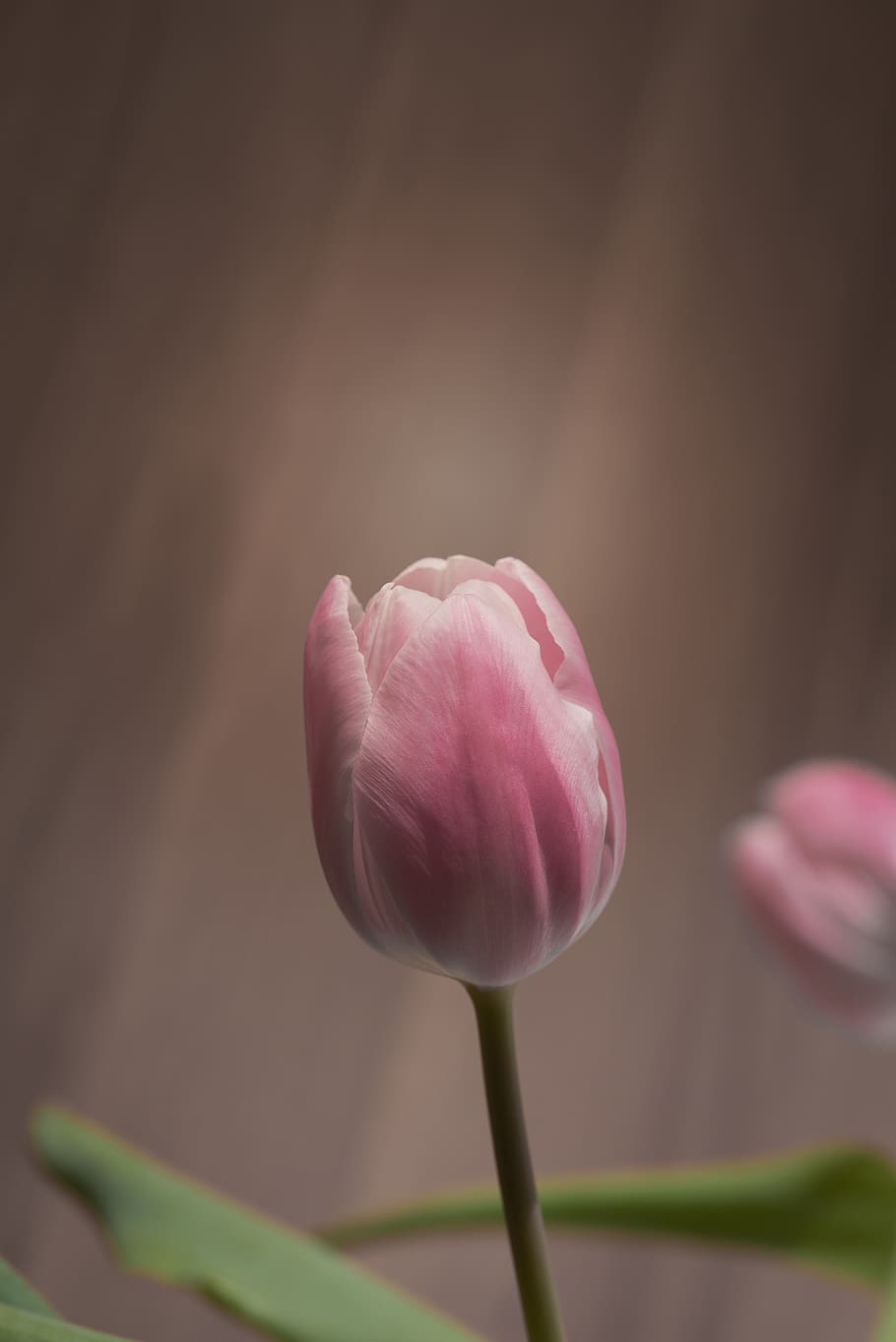 tulipán, rosa, tulipán rosa, flor, flor rosa, floración, schnittblume, fondo de pantalla para iphone, planta floreciendo, planta