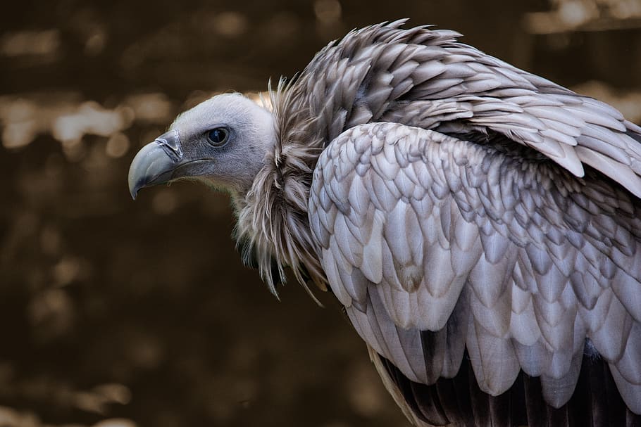 snow vulture, himalayan griffon vulture, gyps himalayensis, vulture, tambach, grusi, michelau, wildlife park, raptor, old world vulture