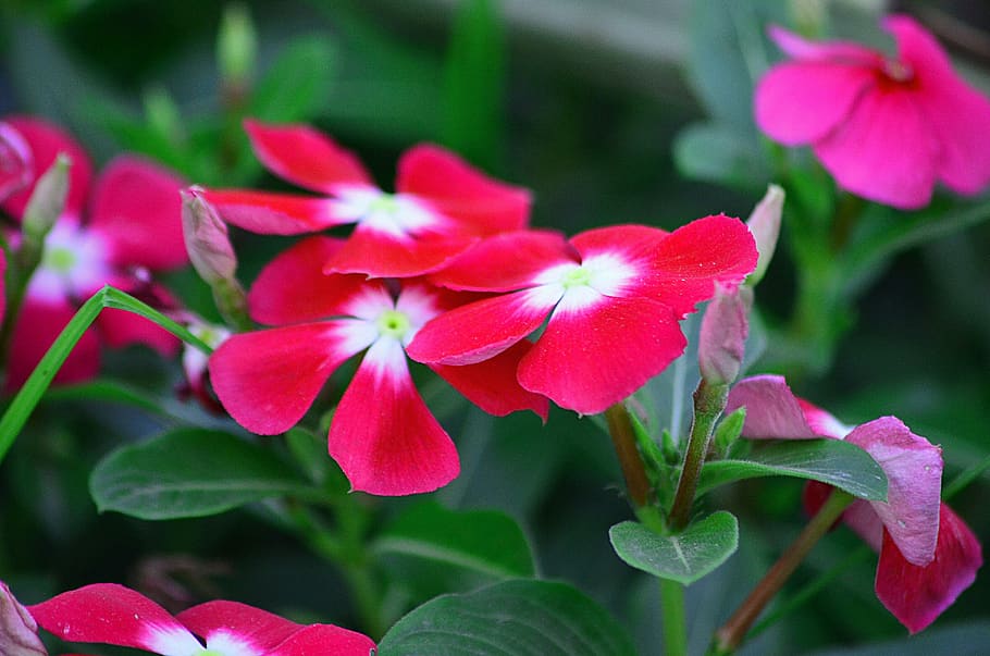 periwinkle, flowers, red, beautiful, bangladesh, natural, landscape, flower, flowering plant, plant