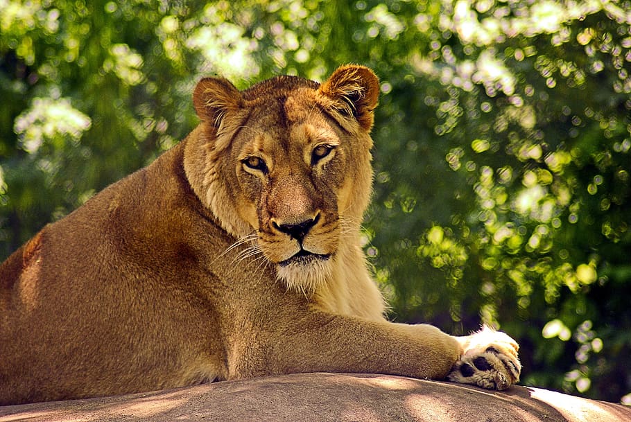 lion at madison zoo, lion, cat, animal, predator, portrait, lioness, wildcat, fur, africa