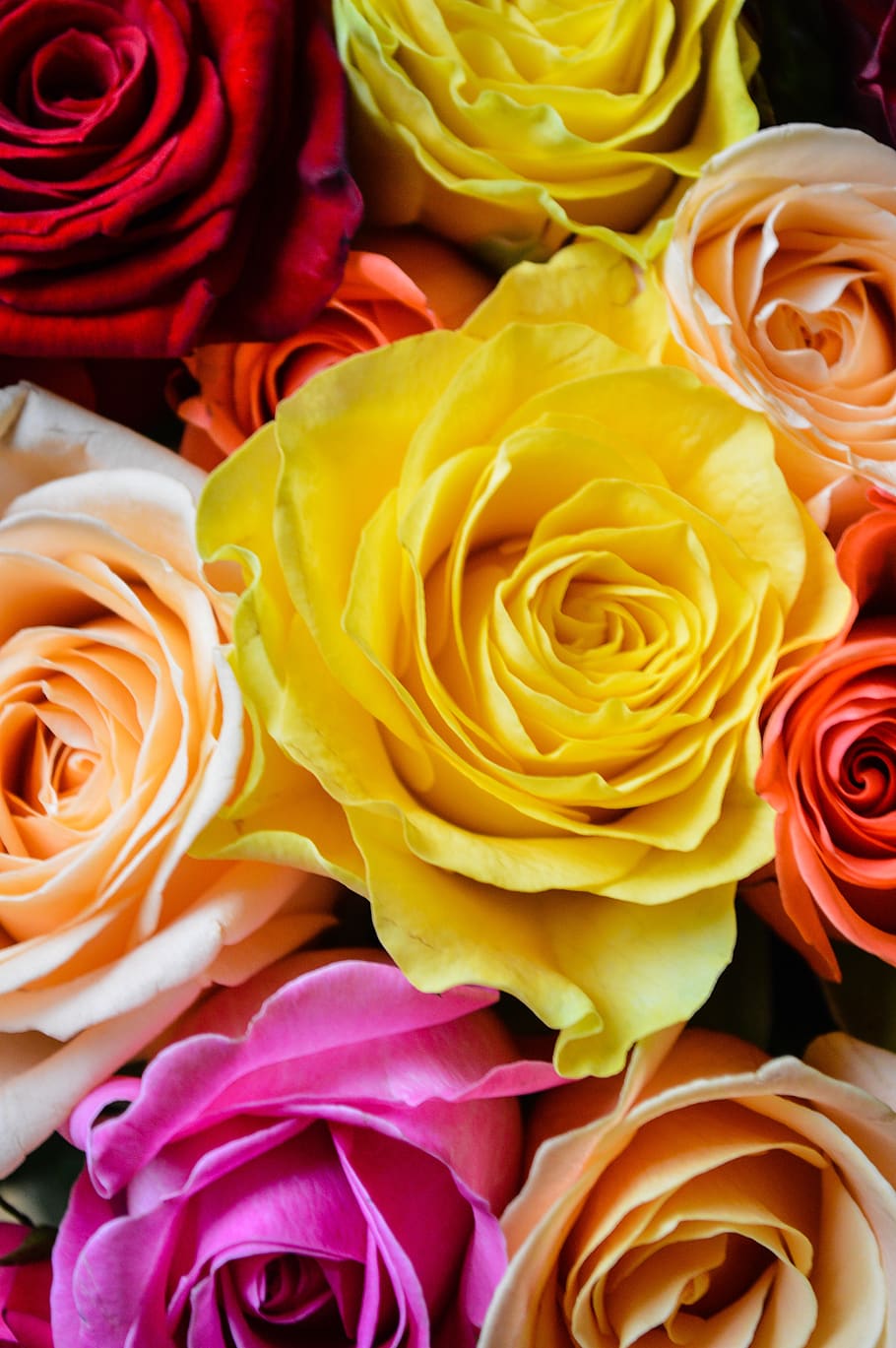dia internacional da mulher, cartão postal, 8 de março, presente, amor, flor, rosas, buquê, parabéns, dia da mulher