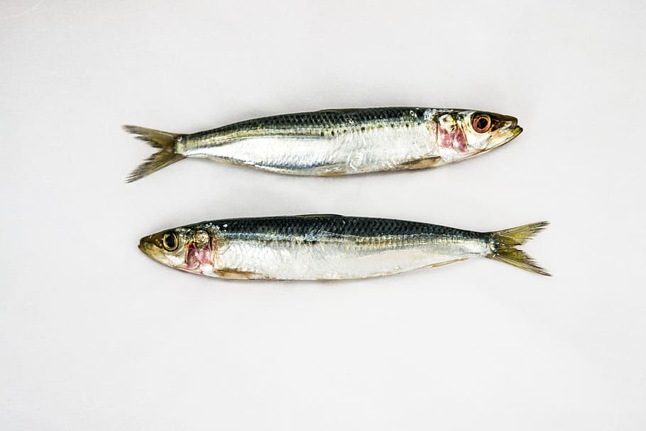 sardines, white background, two fish, fish, seafood, raw, fresh, food and drink, animal, food