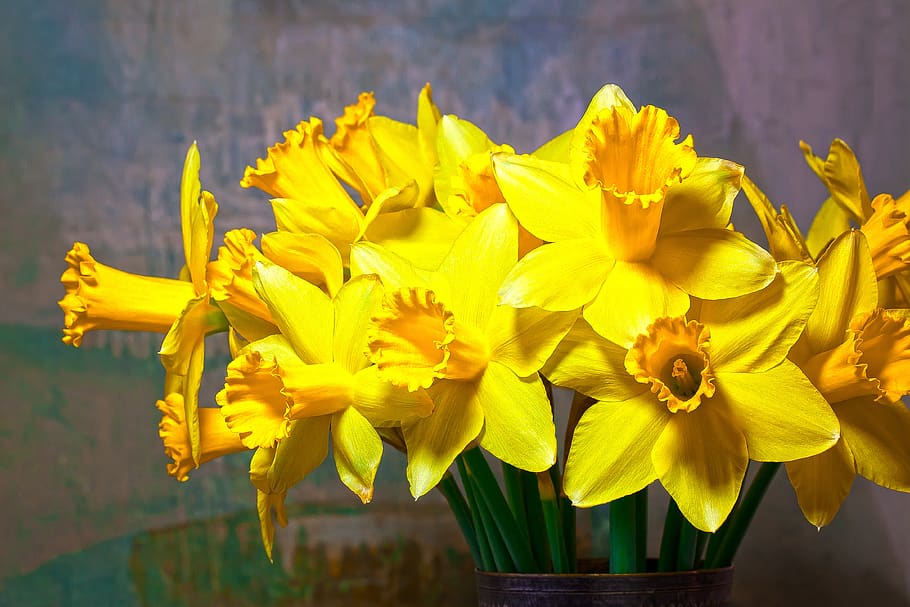 primavera, narciso, planta amarílis, flor, lenz, planta, amarelo, floração, flores, fundo