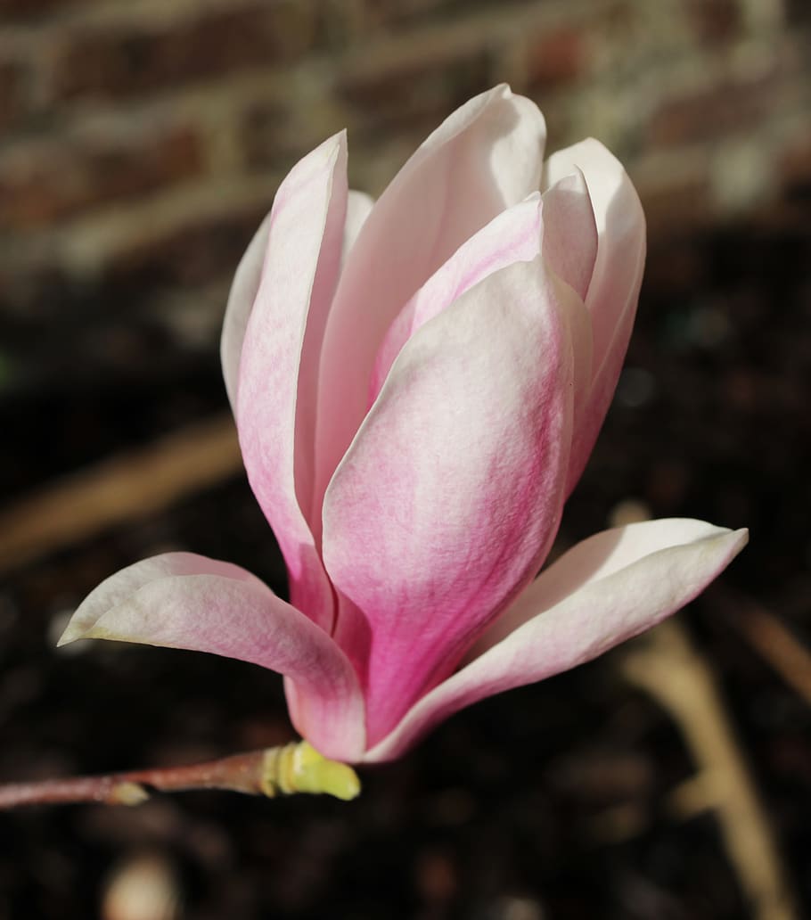 árbol de magnolia, flor, naturaleza, magnolia soulangiana, planta  floreciendo, pétalo, fragilidad, vulnerabilidad, belleza en la naturaleza,  planta | Pxfuel