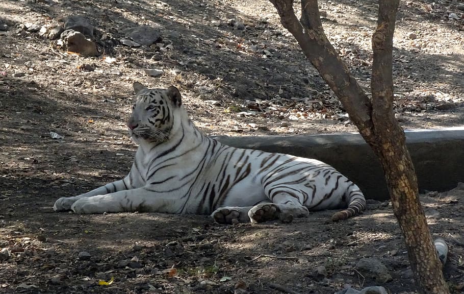 tiger, white tiger, cat, animal, wildlife, wild, feline, predator, big, mammal