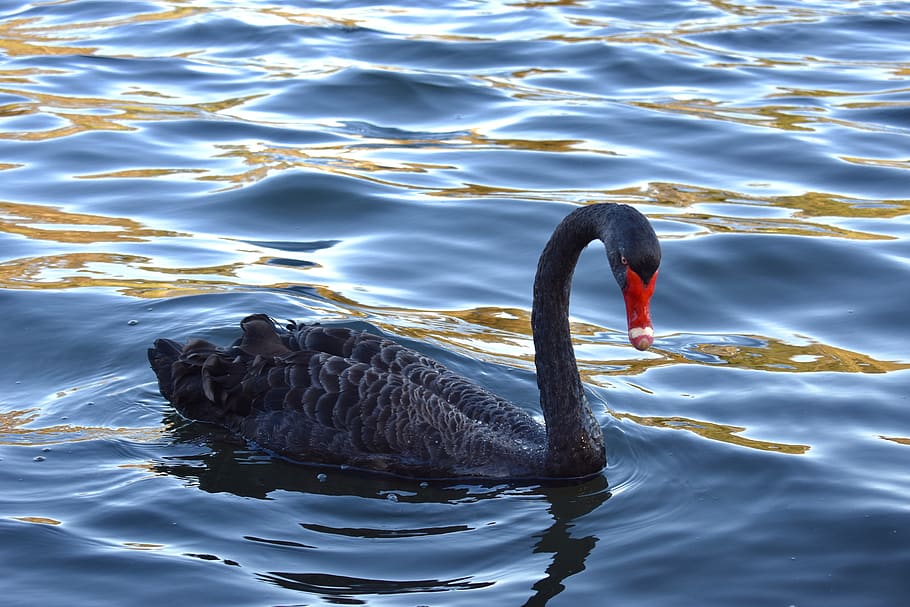 swan, black, black swan, lake, water, nature, animal, australia, animal themes, animal wildlife