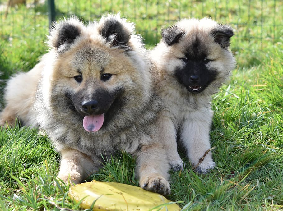 dogs, young dogs, dogs eurasier, eurasier adorable, cute, mammals, dog eurasier, male olaf blue, female patchouline, animal