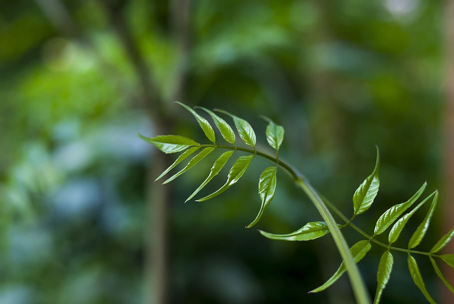 leaf, plant, nature, summer, approach, growth, green color, focus on foreground, beauty in nature, plant part