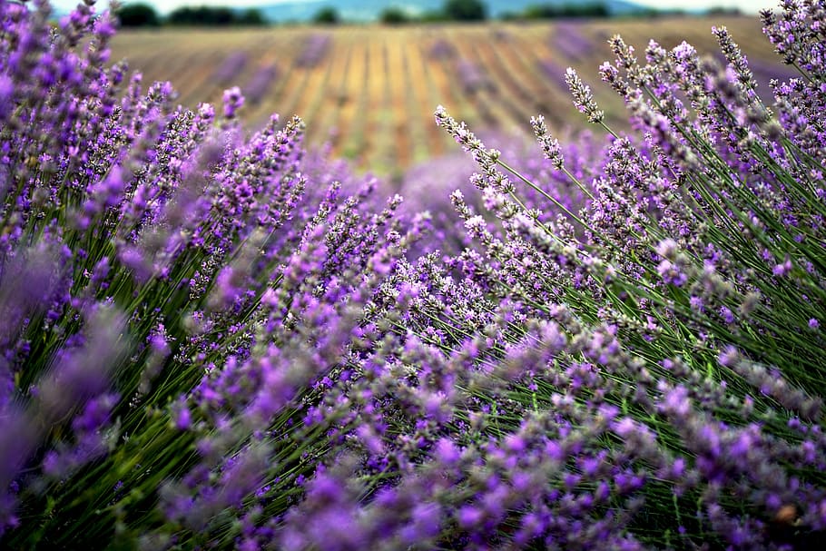 lavender, field, bulgaria, flower, flowering plant, plant, purple, beauty in nature, growth, freshness