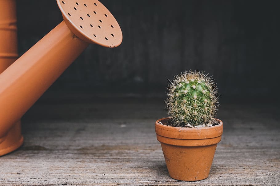 cactus, watering can, houseplant, plant, green, pot, flowerpot, thorn, potted plant, lonely